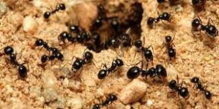 sugar ant exterminator orange county