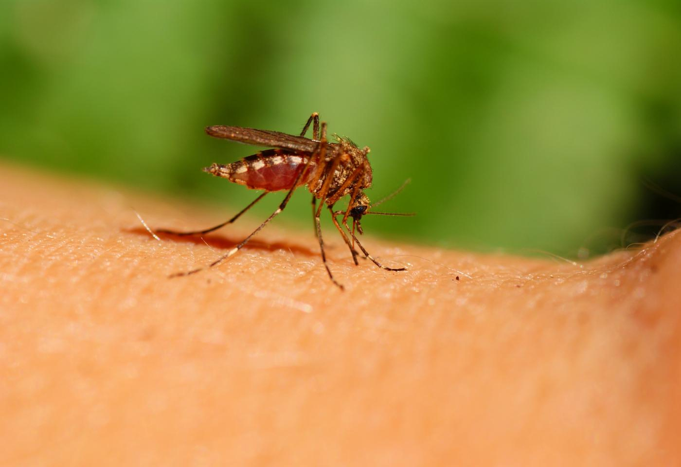 Orange County mosquito warning