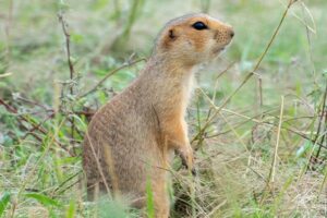 malang-pest-id-rodent