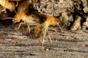 termites