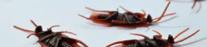cockroach pest control in Orange County
