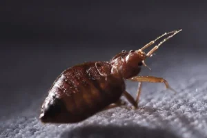 cockroach pest control in Orange County