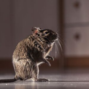 rat control in Orange County