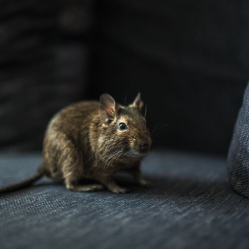 rat control in Irvine