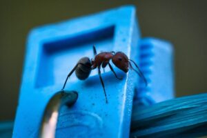 sugar ant exterminator