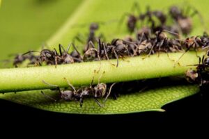 ant control professional in Orange County