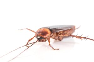 cockroach control in Orange County