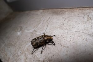 bed bug treatment