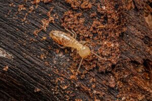 termite inspection