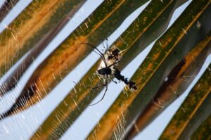 spider exterminators